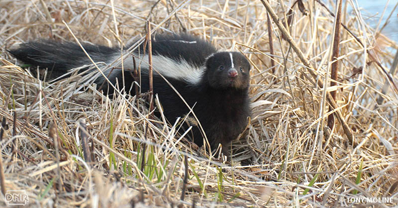 Did you know skunks don't spray right away? They first warn predators and competitors of the impending stench by stomping their feet, clicking their teeth and raising their tails. More cool things about skunks from the Iowa DNR